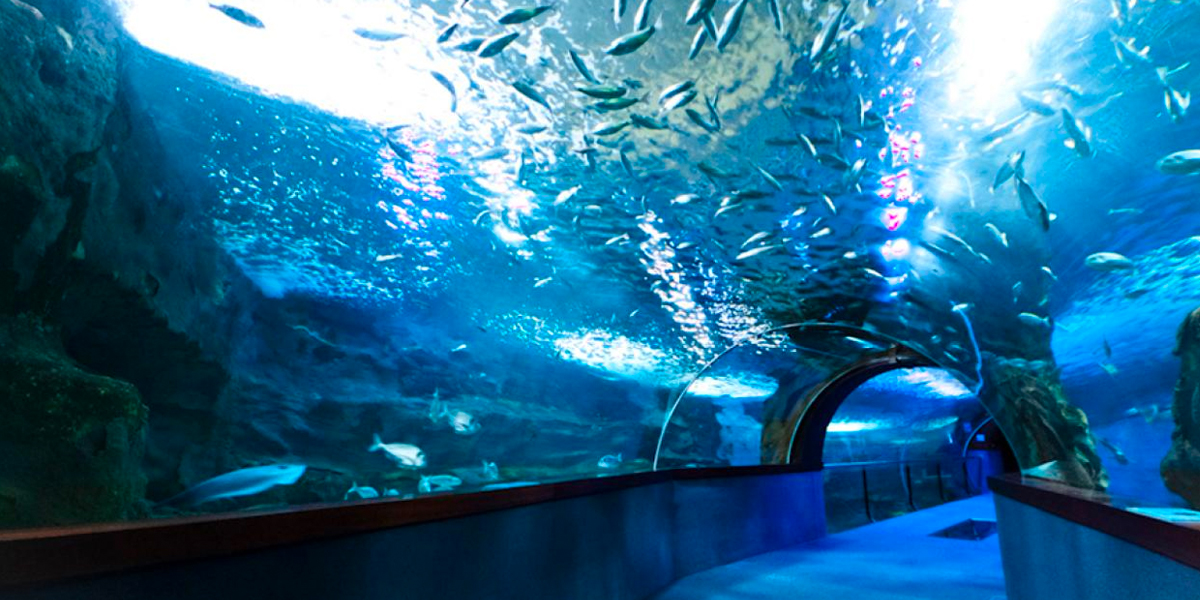 ACUARIO-DE-SAN-SEBASTIÁN